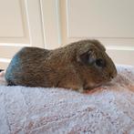Cavia zeugje, Dieren en Toebehoren, Knaagdieren, Cavia, Juli, Vrouwelijk, Tam