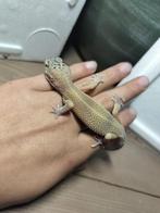 jonge/ baby luipaardgekko, Dieren en Toebehoren, Hagedis, 0 tot 2 jaar