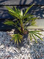 Najaars aanbieding Trachycarpus Fortunei, Ophalen of Verzenden, Overige soorten, Volle zon