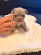 Franse buldog pups van topdna, CDV (hondenziekte), 8 tot 15 weken, Bulldog, Meerdere