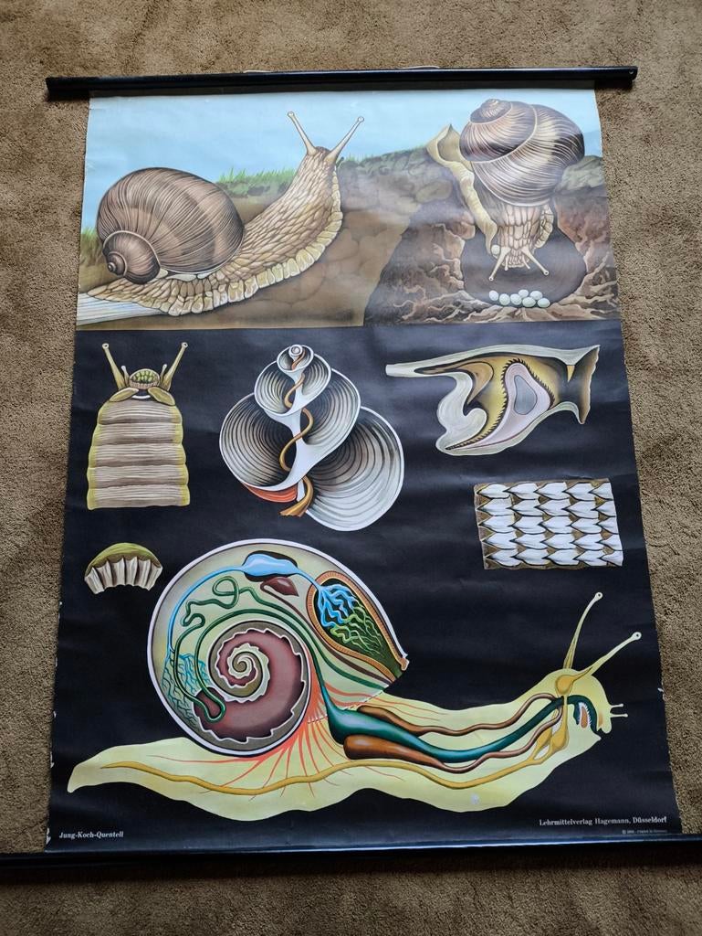 Slak Jung Koch Quentell schoolplaat anatomie vintage, Antiek en Kunst, Antiek | Schoolplaten, Ophalen, Natuur en Biologie