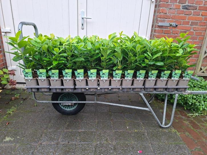 Mooie prunus laur. 'Novita' (Laurier/ haaglaurier) in pot!, Tuin en Terras, Planten | Struiken en Hagen, Laurier, 100 tot 250 cm