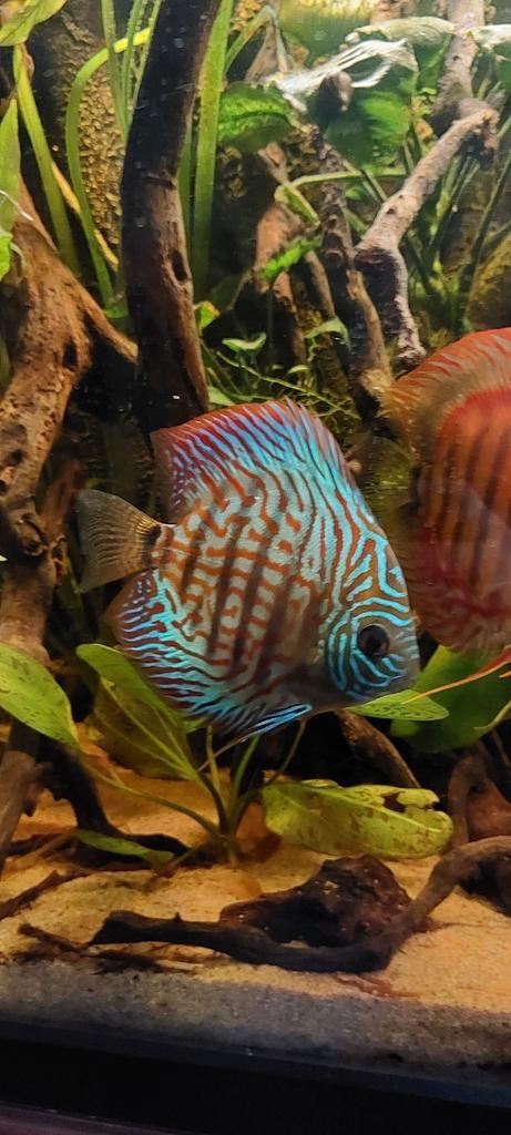 2 prachtige discussen te koop, Dieren en Toebehoren, Vissen | Aquariumvissen, Vis