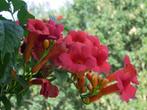 Vaste plant : Trompetklimmer  7 euro, Vaste plant, Halfschaduw, Zomer, Ophalen