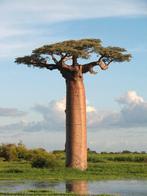Afrikaanse Baobab (Adansonia digitata) – Zaailing ca. 30 cm, Minder dan 100 cm, Zomer, Volle zon, In pot