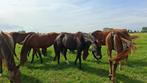 Rijpaard veulentjes opfok, Dieren en Toebehoren, Opfok, 4 paarden of pony's of meer
