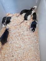 Ratten groot, Dieren en Toebehoren, April, Mannelijk, Rat