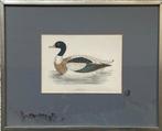 Benjamin Fawcett Shieldrake Print, Antiek en Kunst, Ophalen