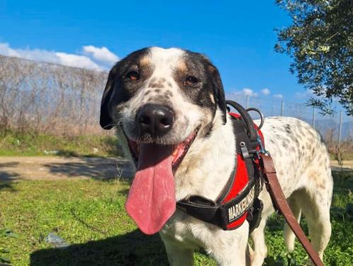Maak kennis met Adam – een echte knuffelbeer, Dieren en Toebehoren, Honden | Niet-rashonden, Groot, Reu, Particulier, Eén hond