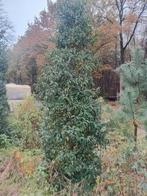 Grote Portugese Laurier met onkruid restant. 39,06 per stuk, Tuin en Terras, Ophalen, Bloeit niet, Halfschaduw, Overige soorten