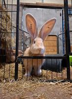 Unieke groep Vlaamse reuzen zoeken een huisje, Dieren en Toebehoren, Konijnen, Meerdere dieren, Groot, 0 tot 2 jaar