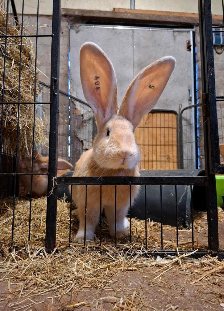 Unieke groep Vlaamse reuzen zoeken een huisje, Dieren en Toebehoren, Konijnen, Groot, Meerdere dieren, 0 tot 2 jaar