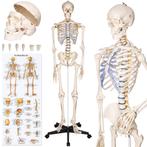 Professioneel Levensgroot Menselijk Anatomiemodel Skelet!!!, Nieuw, Ophalen of Verzenden