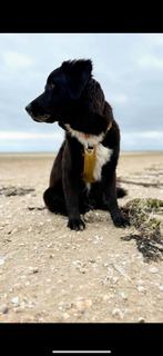 Friese stabij X duck toller 1 jaar <3, Dieren en Toebehoren, Overige rassen, 1 tot 2 jaar, Teef, Eén hond