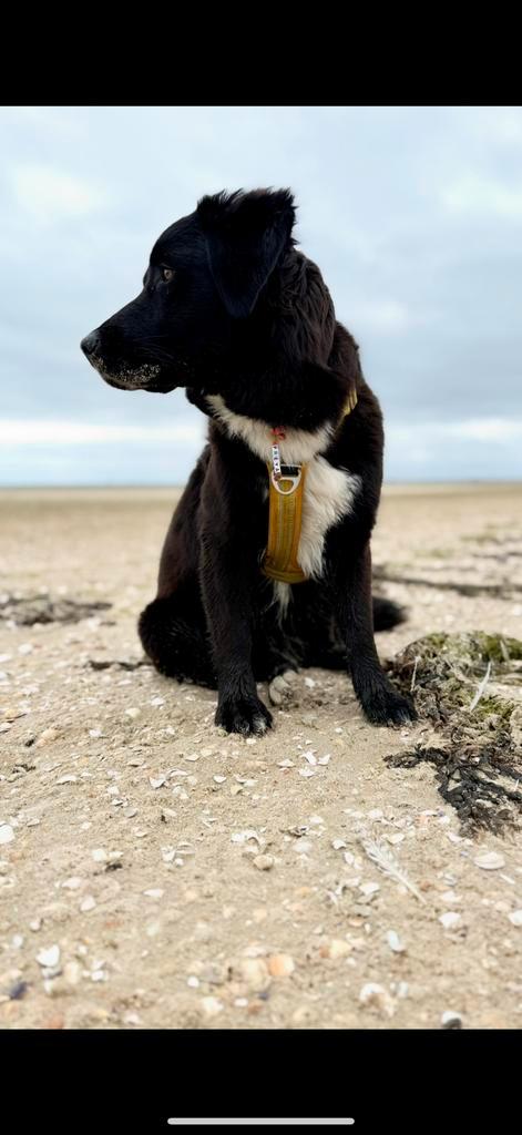 Friese stabij X duck toller 1 jaar <3, Dieren en Toebehoren, Honden | Retrievers, Spaniëls en Waterhonden, Teef, Overige rassen