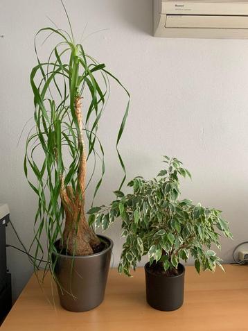 2 kamerplanten Beaucarnea + Ficus Benjamina Twilight in pot beschikbaar voor biedingen