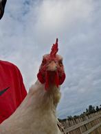 Sussex columbia hen (sjaan), Dieren en Toebehoren, Pluimvee, Vrouwelijk, Kip