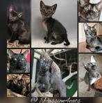 Abessijn x Chausie F5a grizzeld kittens incl stamboom, Meerdere dieren, Gechipt, 0 tot 2 jaar