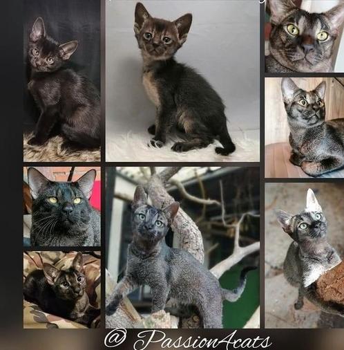 Abessijn x Chausie F5a grizzeld kittens incl stamboom, Dieren en Toebehoren, Katten en Kittens | Raskatten | Korthaar, Meerdere dieren