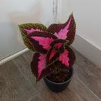 Siernetel plant heeft minstens 'n paar uur zon per dag nodig, Huis en Inrichting, Kamerplanten, Ophalen, Overige soorten, In pot