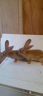 Tekoop jonge konijnen. Vlaamse reuzen, Dieren en Toebehoren, Konijnen, Meerdere dieren, Groot