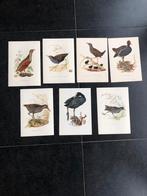 7 prenten vogels 16,5x24 samen 12,50 oa waterhoen, Antiek en Kunst, Antiek | Schoolplaten, Natuur en Biologie, Ophalen of Verzenden