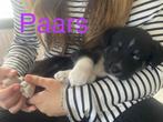 siberische husky x stabij pups (nog 1 reu en 1  teefje), Dieren en Toebehoren, CDV (hondenziekte), 8 tot 15 weken, Poolhond, Meerdere