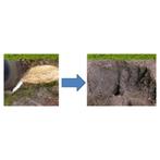 stronkenfrees, Tuin en Terras, Ophalen of Verzenden, Overige soorten