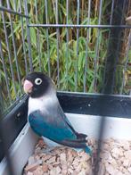 Agapornis personata man, Dieren en Toebehoren, Mannelijk, Geringd