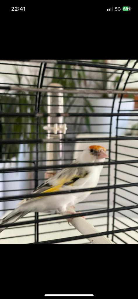 Bont putter vrouw 2024 - Niet gelegd of gekwee..., Dieren en Toebehoren, Vogels | Kanaries