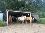 Stalling in Schoorl voor een kleine pony, Dieren en Toebehoren, Stalling en Weidegang, Stalling