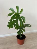 Raphidophora tetrasperma (monstera minima), Ophalen of Verzenden, Overige soorten, Minder dan 100 cm