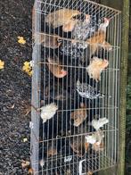 Diverse krielkippen serama kippen hennen, Dieren en Toebehoren, Meerdere dieren, Kip