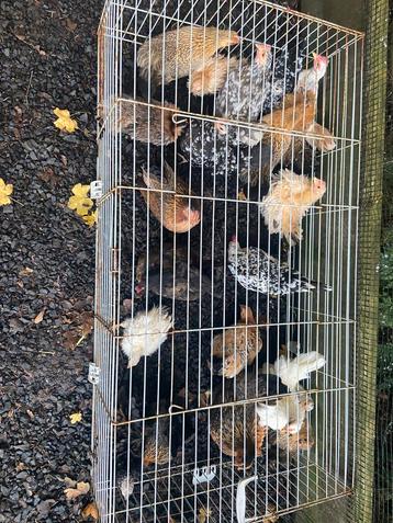 Diverse krielkippen serama kippen hennen beschikbaar voor biedingen