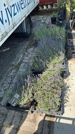 Lavendel hidcote liter potten normaal stunt 5 voor 10,-, Tuin en Terras, Planten | Tuinplanten, Ophalen, Zomer, Vaste plant, Halfschaduw