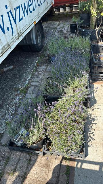 Lavendel hidcote liter potten normaal stunt 5 voor 10,- beschikbaar voor biedingen