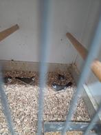 Bicheno.s, Meerdere dieren