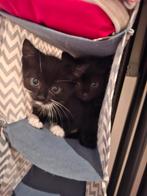 Zwart-wit katertje van 10 weken oud zoekt nieuw thuis ‍, Dieren en Toebehoren, Katten en Kittens | Overige Katten