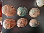 mooie gepolijste Haliotes schelpen, groene/rode, Verzamelen, Mineralen en Fossielen, Schelp(en), Ophalen of Verzenden