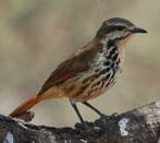 Gezocht , Palmlijster palmlijsters, Dieren en Toebehoren, Vogels | Overige Vogels, Meerdere dieren