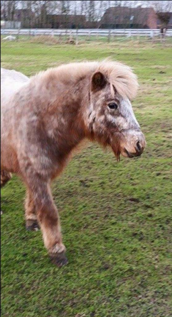 Lieve kinderpony / weidemaatje, Dieren en Toebehoren, Dierenvoeding, Ophalen of Verzenden