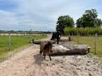 Stalhulp gezocht Bergen, Dieren en Toebehoren, Stalling en Weidegang