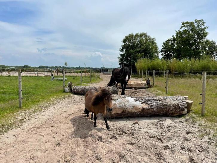 Stalhulp gezocht Bergen, Dieren en Toebehoren, Stalling en Weidegang