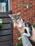 Kittens, Dieren en Toebehoren, Katten en Kittens | Overige Katten, Kater