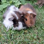 2 lieve jonge cavia zeugjes, Dieren en Toebehoren, Juli, Vrouwelijk, Cavia