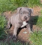 Stafford Shire bulterriër pups met FCI stamboom., Dieren en Toebehoren, Overige rassen, CDV (hondenziekte), 8 tot 15 weken, Meerdere