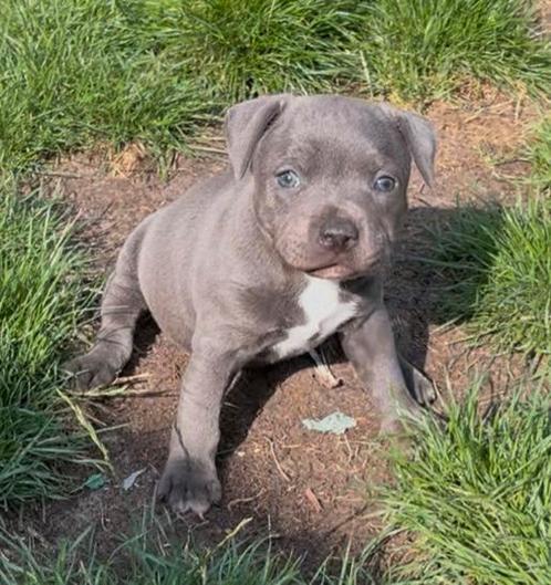 Stafford Shire bulterriër pups met FCI stamboom., Dieren en Toebehoren, Honden | Bulldogs, Pinschers en Molossers, Meerdere dieren