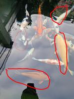 Hele mooie Japanse Koi, Dieren en Toebehoren, Vissen | Vijvervissen, Karper of Koi