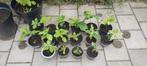 Jonge eikenbomen, Tuin en Terras, Planten | Bomen, Ophalen, In pot