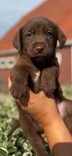 Schitterend nest Borador puppy’s ( labradorxborder collie), Nederland, Rabiës (hondsdolheid), 8 tot 15 weken, Meerdere